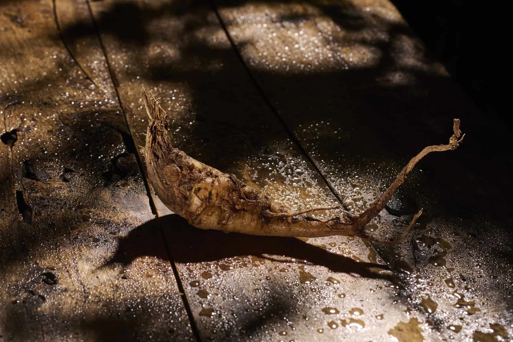 Verwijderde plantwortel op nat houten oppervlak.
